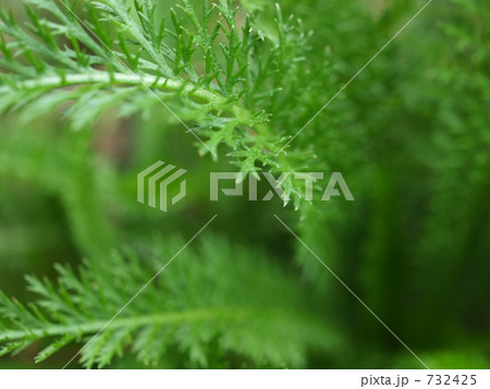 ノコギリソウの葉 ノコギリソウの葉 732425