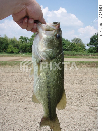 ブラックバス ブラックバス 732603