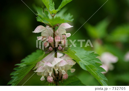 野の花（踊子草。林縁で） 732705
