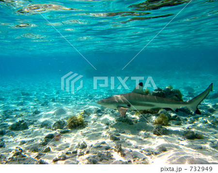ツマグロサメ　369 732949