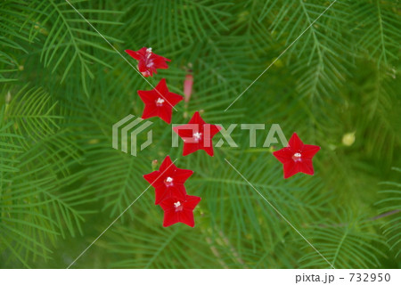 ルコウソウ　402 732950