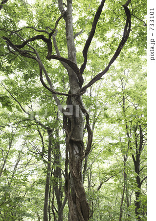 ブナの木 733101
