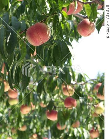 たくさん実った桃 733358