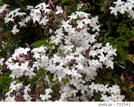 ハゴロモジャスミン 733541