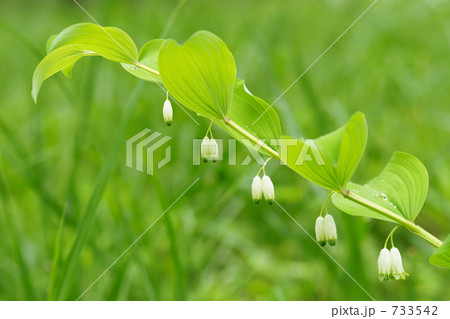 野の花 アマドコロ３ の写真素材