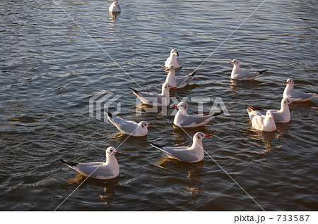 浮かぶカモメ 733587