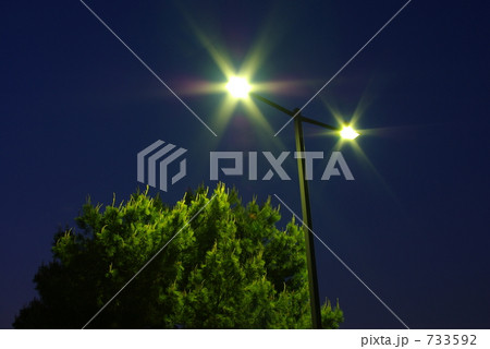 街灯に照らされた松の木 733592
