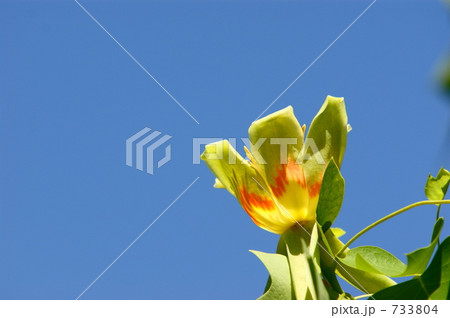 ユリノキの花 733804