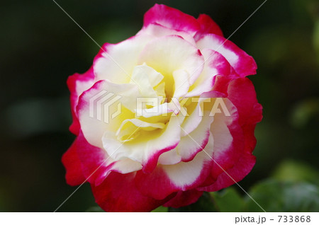 ダブルデライト 733868