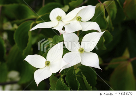 ヤマボウシの花 ヤマボウシの花 733870