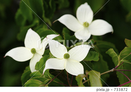 ヤマボウシの花 733872