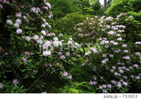 満開のシャクナゲ 733953