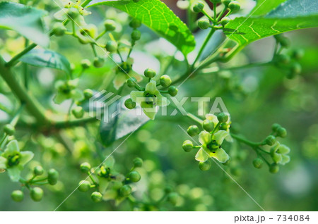 マユミの花 マユミの花 734084