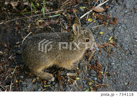 ノウサギの子供 734118