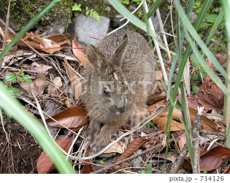 ノウサギの子供 ノウサギの子供 734126