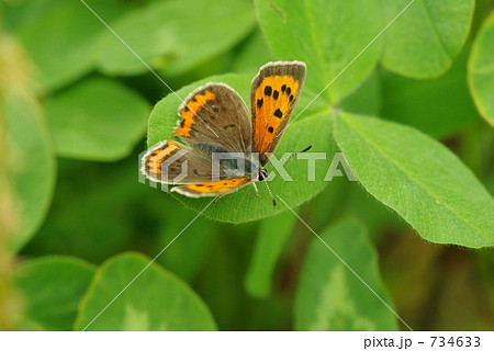 クローバーとベニシジミ 734633