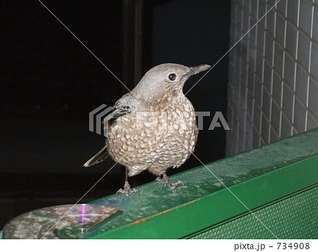 夜行性な鳥の写真素材