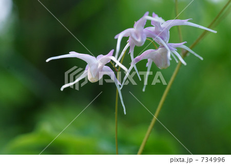 野の花（イカリソウ３。一瞬の光） 734996