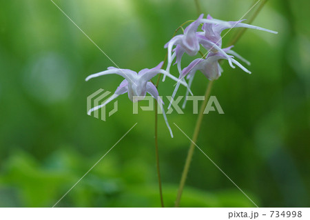 野の花(イカリソウ4) 野の花(イカリソウ4) 734998