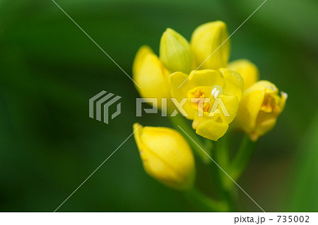 野の花(キンラン1) 野の花(キンラン1) 735002