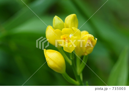 野の花（キンラン２） 735003