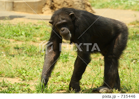 四足歩行中のチンパンジー 多摩動物公園 の写真素材