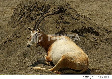 シロオリックス(多摩動物公園) 735461