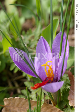 凛として・・・ 凛として・・・ 735710