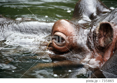 カバ カバ 735865