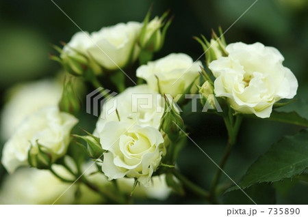 緑光 緑光 735890