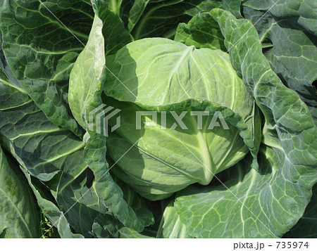 美味しそうな畑のキャベツ 735974