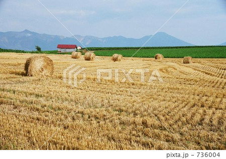 実りの季節 736004