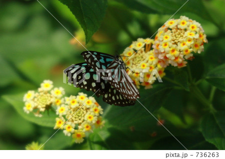アサギマダラ アサギマダラ 736263