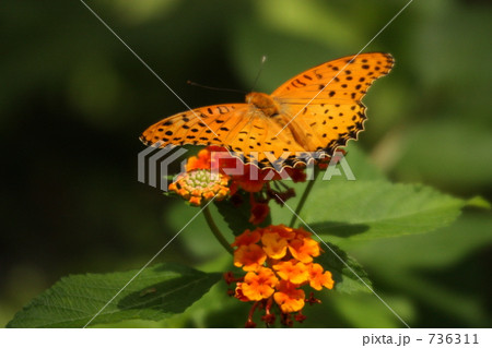 ツマグロヒョウモンチョウ 736311