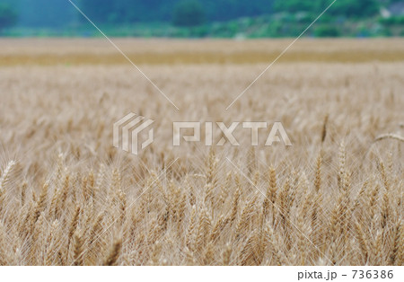 麦秋の頃に 麦秋の頃に 736386