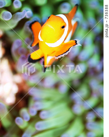 Amphiprion ocellaris　（カクレクマノミ 736388