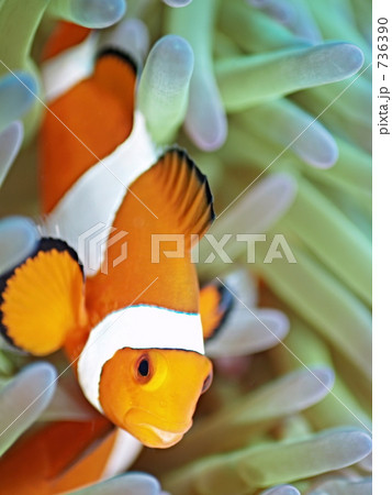 Amphiprion ocellaris　（カクレクマノミ 736390