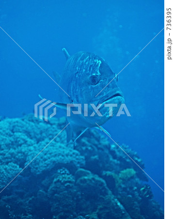 Giant trevally　ＧＴ：ロウニンアジ 736395