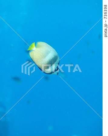 Sunbirst　butterflyfish　（Chaetodon kleinii：ミゾレチョウチョウウオ 736398