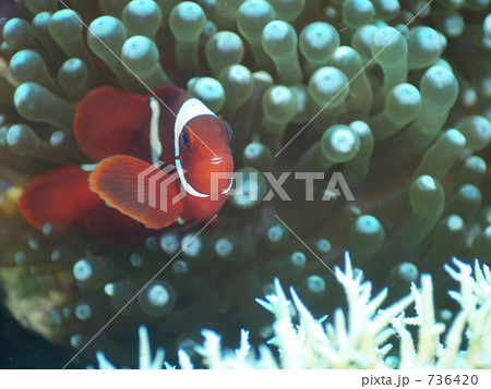 Spinecheek anemonefish(Premnas biaculeatus : スパインチークアネモネフィッシュ 736420