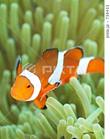 Amphiprion Percula クラウンアネモネフィッシュ の写真素材