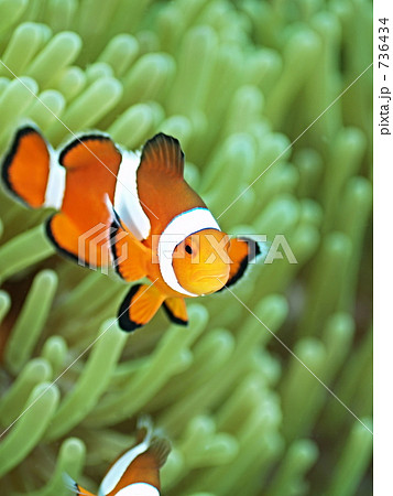 Amphiprion Percula クラウンアネモネフィッシュ の写真素材