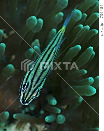 Scolopsis bilineata（フタスジタマガシラ） 736484