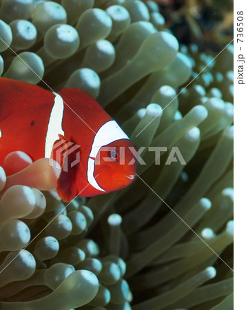 Spinecheek Anemonefish スパインチークアネモネフィッシュ の写真素材 Spinecheek Anemonefish スパインチークアネモネフィッシュ の写真素材