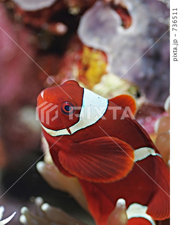 Spinecheek Anemonefish スパインチークアネモネフィッシュ の写真素材