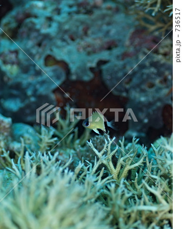 Amblyglyphidodon aureus（　ヤマブキスズメダイ 736517