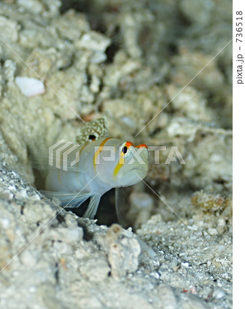 Randall S Shrimp Goby ニチリンダテハゼ の写真素材