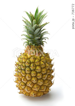 ボゴールパイン 736772