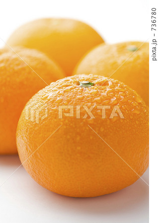 甘夏 736780