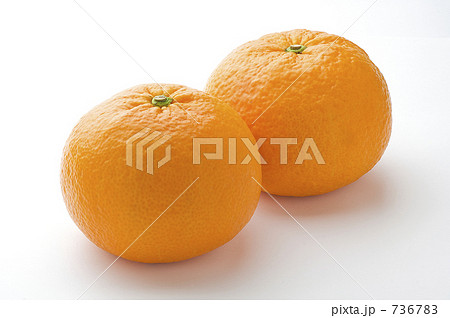甘夏 甘夏 736783